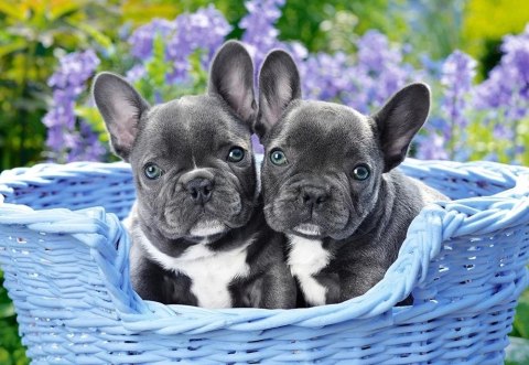 CASTORLAND Puzzle 1000 elementów French Bulldog Puppies - Buldogi francuskie 68x47cm