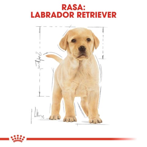 Karma Royal Canin SHN BREED LABRADOR JUNIOR (12 kg )