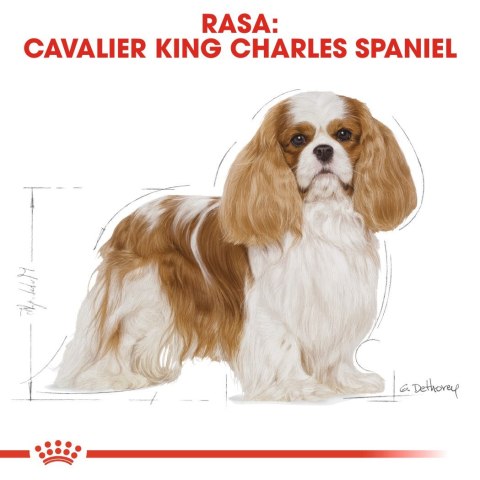 Karma Royal Canin SHN Breed Cavalier K C 1,5 kg