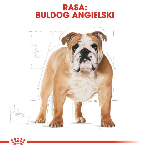 Royal Canin BHN Bulldog Adult - sucha karma dla psa dorosłego rasy bulldog - 12kg