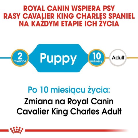 Royal Canin BHN Cavalier King Charles Spaniel Puppy - sucha karma dla szczeniąt - 1,5kg