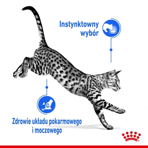 ROYAL CANIN FHN Indoor w galaretce - mokra karma dla kota dorosłego - 12x85g