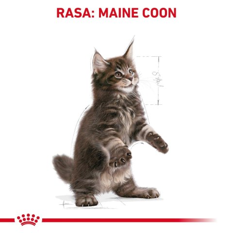 Karma Royal Canin FBN Kitten Maine Coon (4 kg )