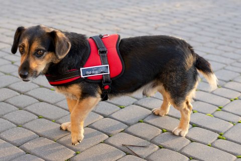 Szelki dla psa mocne L 70-90cm Senior Dog czarne