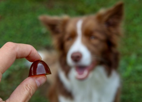 GELOREN Small Dog Suplement dla psa - 180g GELOREN Small Dog Suplement dla psa - 180g