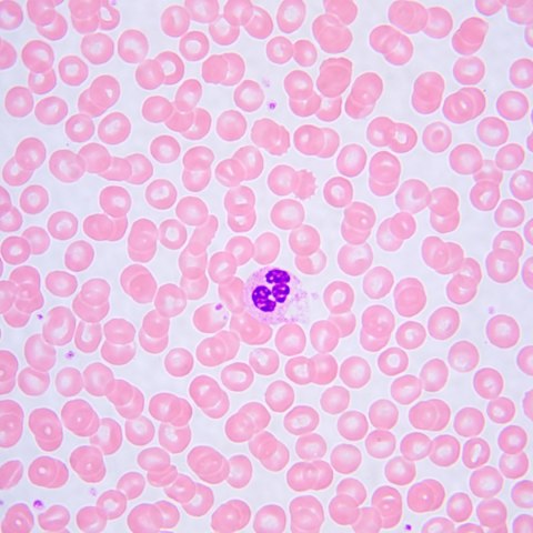 Mikroskop biologiczny MAGUS Bio 240T Mikroskop biologiczny MAGUS Bio 240T
