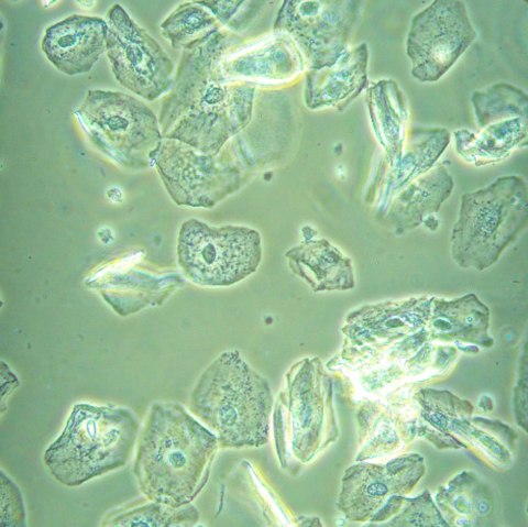 Odwrócony mikroskop biologiczny MAGUS Bio V360 Odwrócony mikroskop biologiczny MAGUS Bio V360