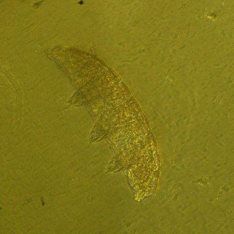 Odwrócony mikroskop biologiczny MAGUS Bio V360 Odwrócony mikroskop biologiczny MAGUS Bio V360