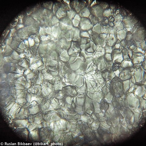 (CZ) Mikroskop Levenhuk Rainbow 50L PLUS Moonstone\Kamień Księżycowy (CZ) Mikroskop Levenhuk Rainbow 50L PLUS Moonstone\Kamień Księżycowy