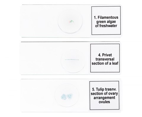 Zestaw mikropreparatów Discovery Prof DPS 5. „Biologia"