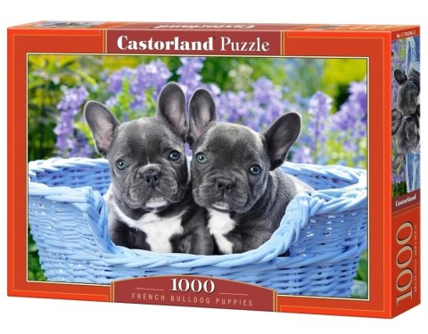 CASTORLAND Puzzle 1000 elementów French Bulldog Puppies - Buldogi francuskie 68x47cm