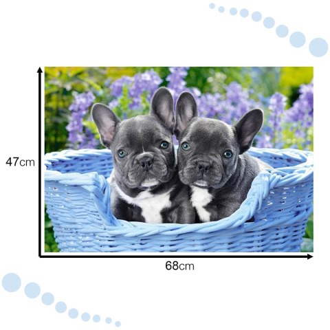 CASTORLAND Puzzle 1000 elementów French Bulldog Puppies - Buldogi francuskie 68x47cm