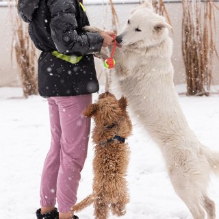 DINGO Piłka z uchwytem energy 40cm czerwona