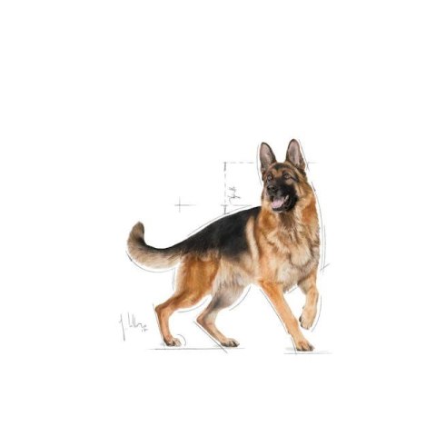 ROYAL CANIN German Shepherd 11kg